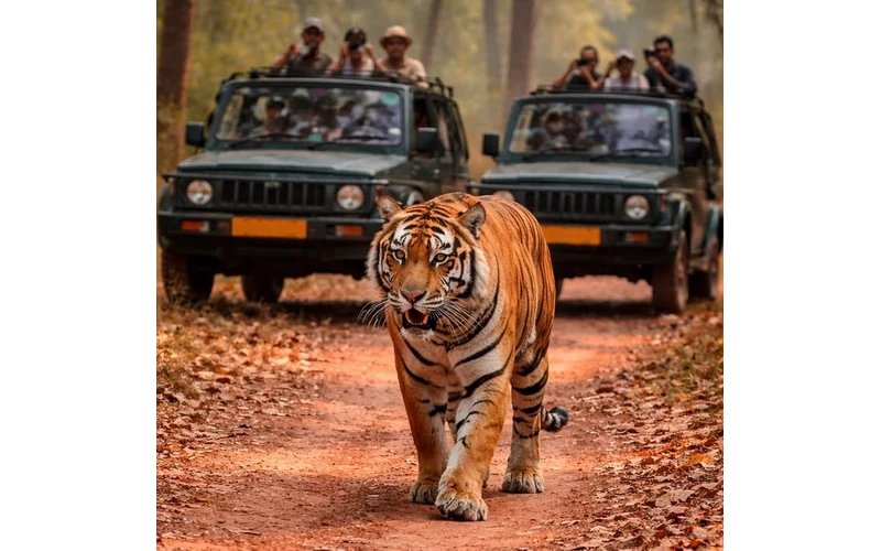 Jim Corbett Wildlife Weekend Escape