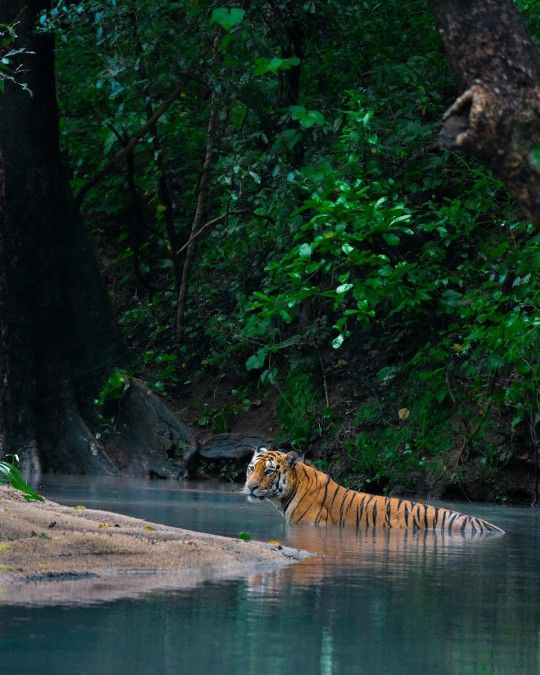 Kaziranga Shillong & Meghalaya Tour