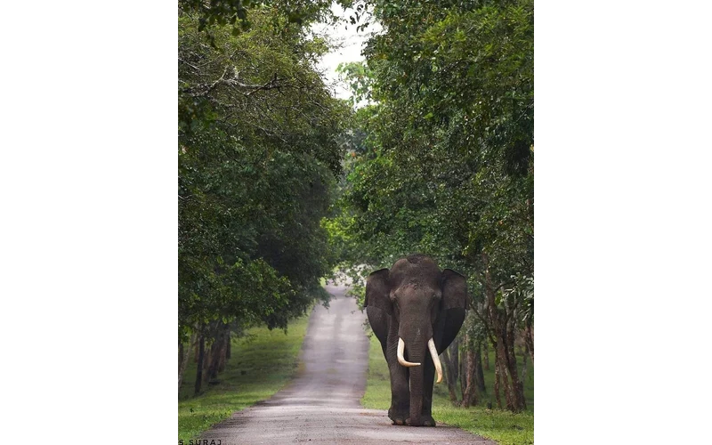 Kaziranga Shillong & Meghalaya Tour – image 3
