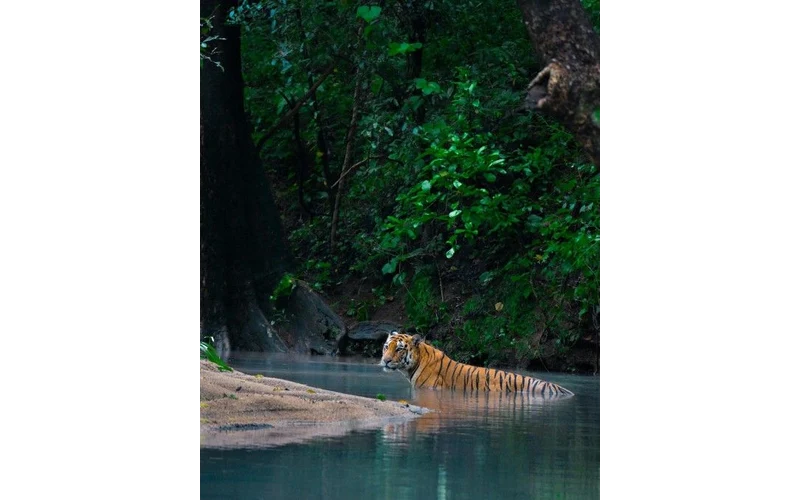 Kaziranga Shillong & Meghalaya Tour