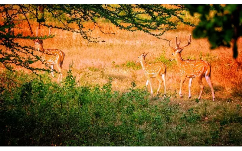Gir National Park Wildlife & Sasan Gir Tour – image 4