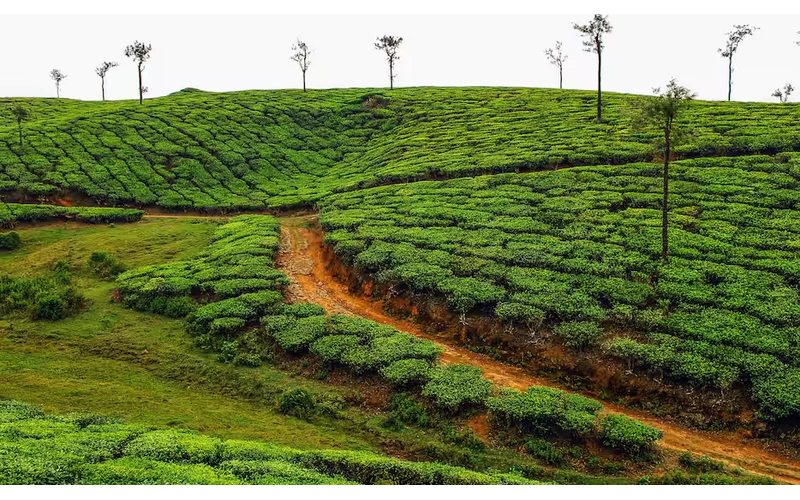 Corporate Kerala – Kochi Munnar Retreat – image 3