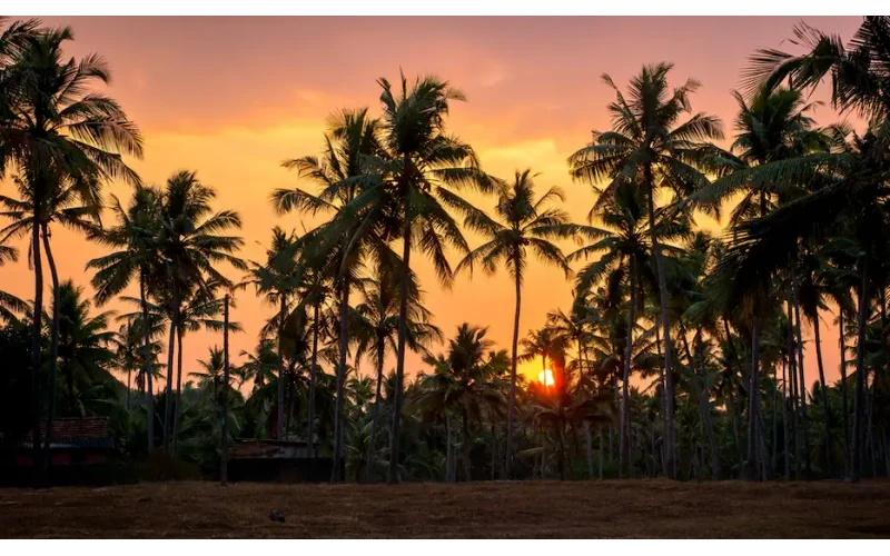 Romantic Kerala Honeymoon – image 3