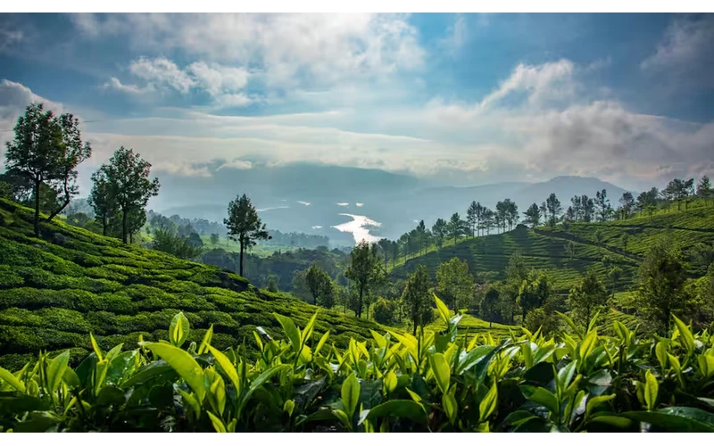 Romantic Kerala Honeymoon