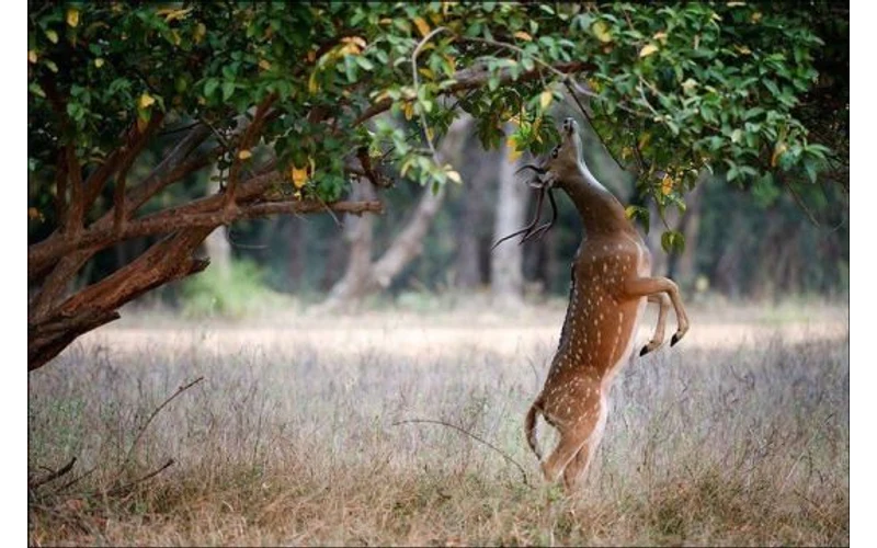 Kanha & Bandhavgarh Wildlife Tour – image 5