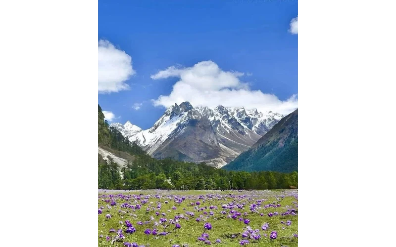 North Sikkim – Lachen Lachung Yumthang – image 6
