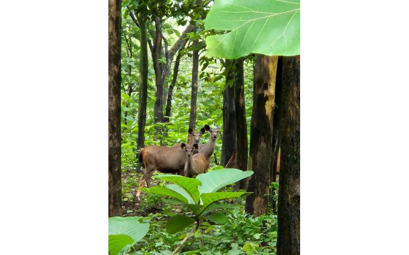 Jim Corbett Wildlife Weekend – image 2