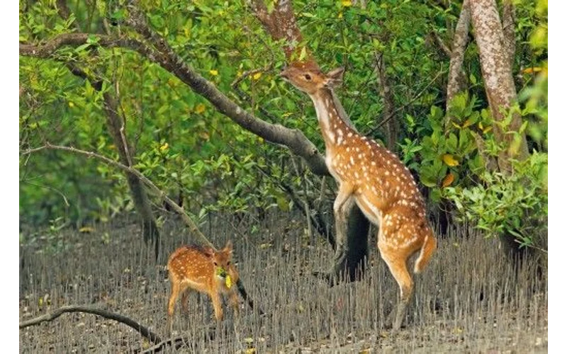 Sundarbans Nature & Wildlife Tour – image 3