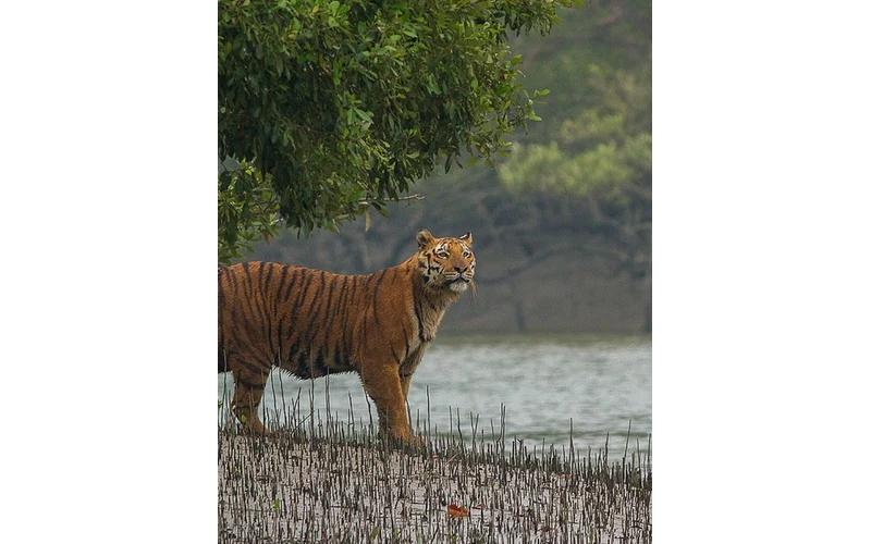 Sundarbans Nature & Wildlife Tour – image 4