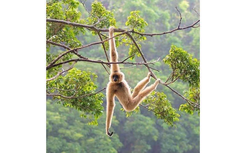 Sundarbans Nature & Wildlife Tour – image 5